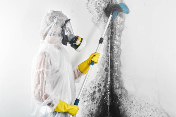 Best Mold Damage Restoration  in Harrison, OH