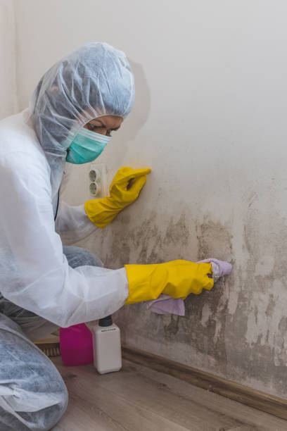 Best Mold Removal for HVAC Installations  in Harrison, OH